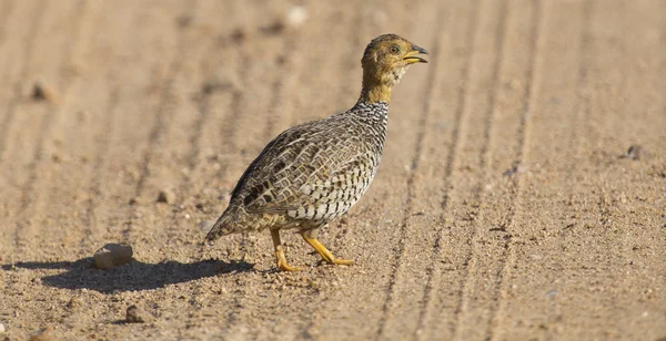 Coqui francolin crossing dirt road with care — Stock Photo, Image