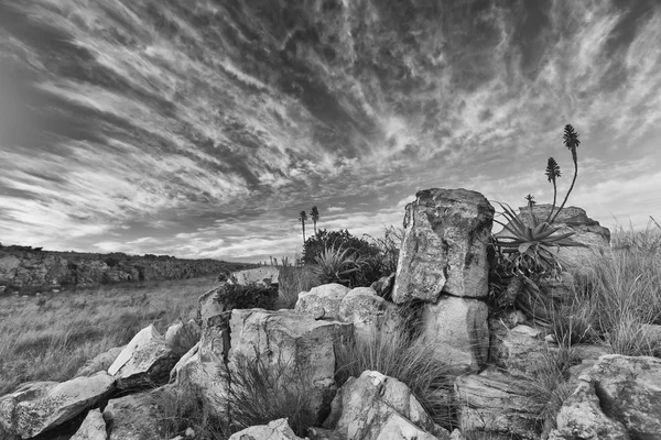 Aloe on mountain rocks landscape sunset with cloudy skies — Stock Photo, Image