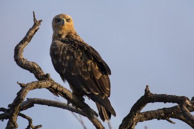 Walhlberg'ın kartal ölü ağaçlar mavi gökyüzü dalda oturan