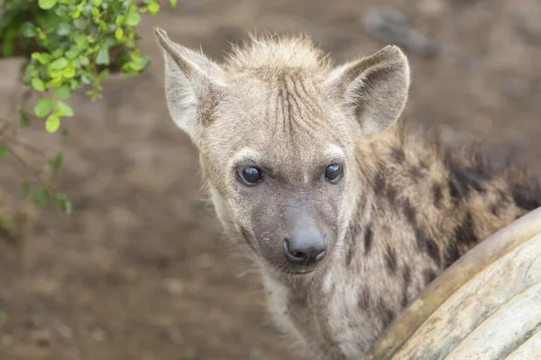 Two hyena lying down looking and observing young — Stock Photo, Image