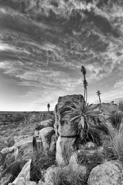 Aloe på berget stenar landskap solnedgång med mulen himmel — Stockfoto