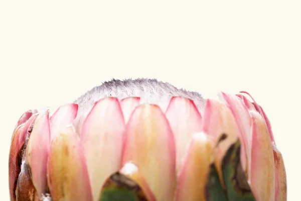 Närbild Protea Blomma Isolerad Vit Bakgrund — Stockfoto