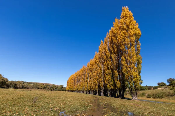 Monter Höst Färg Poppel Träd Äng Med Korta Gras Och — Stockfoto