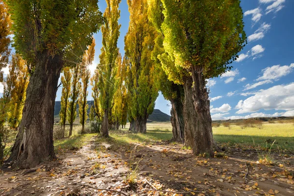 Uno Stand Pioppi Colore Autunnale Prato Con Gras Corto Cielo — Foto Stock