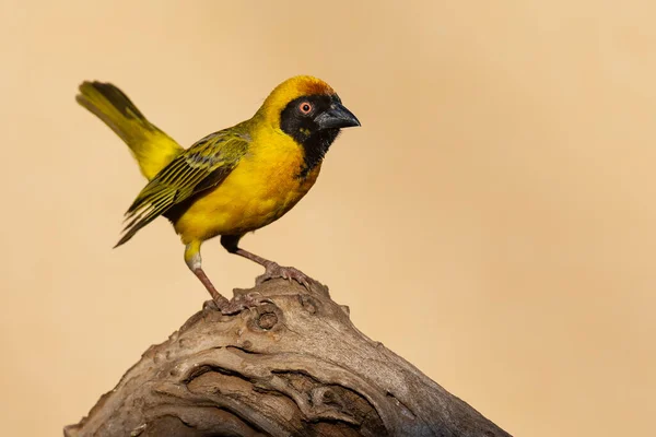 Southern Masked Weaver Male Sitting Dead Branch Looking Some Food — Stock Photo, Image