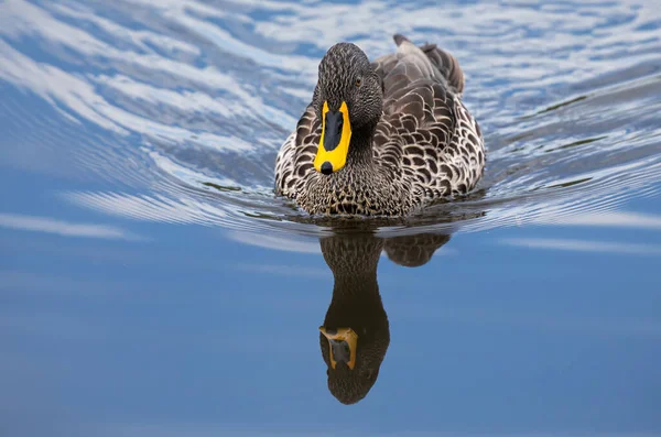 Lone Yellow Billed Duck Swimming Surface Pond — Stock Photo, Image