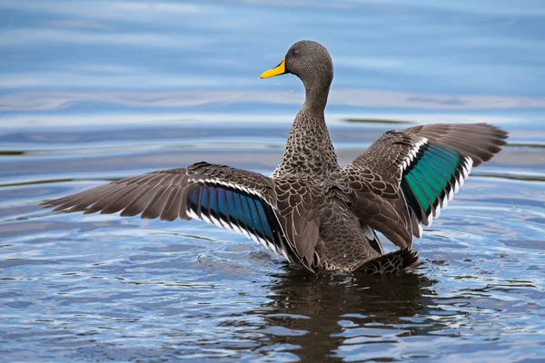 Lone Yellow Billed Duck Swimming Surface Pond — Stock Photo, Image