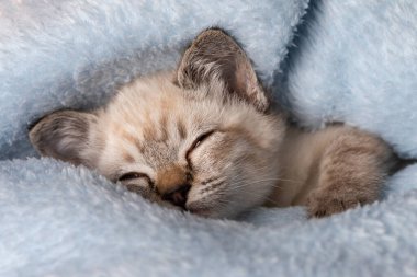 Güzel çizgili gri kedi yavrusu pofuduk bir battaniyede huzur içinde uyuyor.