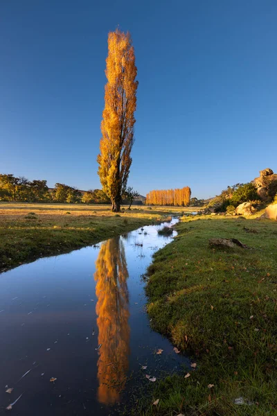 Осенние Цветные Тополя Выстилают Край Озера Отражением Воде — стоковое фото
