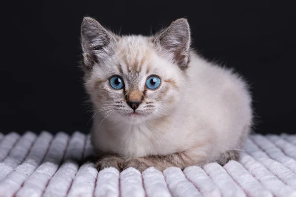 Pequeño Gatito Gris Con Ojos Azules Yacía Sobre Una Manta —  Fotos de Stock