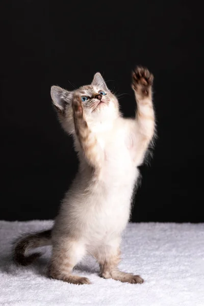 Retrato Lindo Gatinho Cinza Listrado Com Olhos Azuis Fundo Preto — Fotografia de Stock