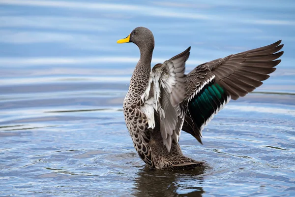 Lone Yellow Billed Duck Swimming Surface Pond — Stock Photo, Image