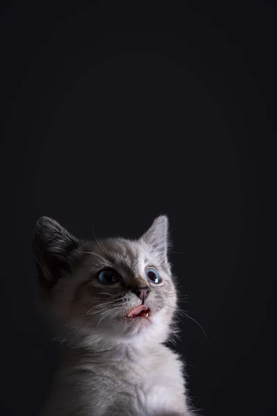 Retrato Lindo Gatinho Cinza Listrado Com Olhos Azuis Fundo Preto — Fotografia de Stock