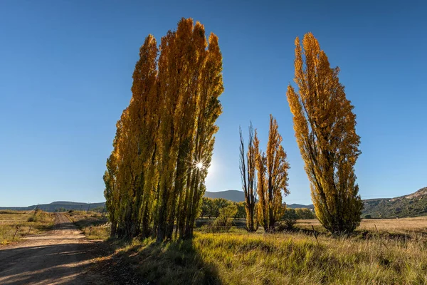 Rij Van Herfstkleur Populieren Langs Kant Van Een Beekje Zandweg — Stockfoto