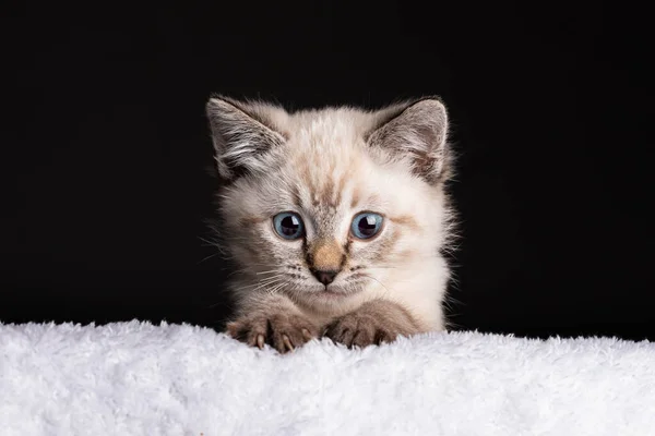 Pequeno Gatinho Cinza Com Olhos Azuis Colocar Cobertor Macio Branco — Fotografia de Stock