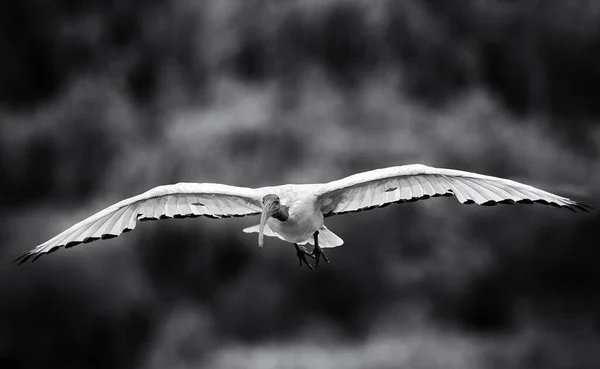 Africké Posvátné Ibis Letu Přilétají Přistát Mokřině — Stock fotografie