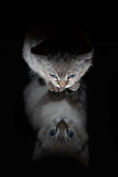 Gatinho Cinza Listrado Bonito Com Olhos Azuis Uma Superfície Brilhante Imagem De Stock