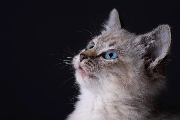 Retrato Lindo Gatinho Cinza Listrado Com Olhos Azuis Fundo Preto — Fotografia de Stock