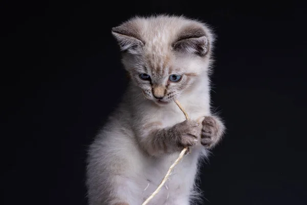美しい縞模様の灰色の子猫と青い目がロープの一片で遊んでいます — ストック写真