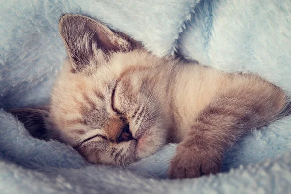 Piękne Paski Szary Kotek Śpi Spokojnie Puszysty Koc — Zdjęcie stockowe