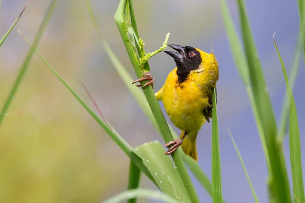 Male Southern Masked Weaver Building Nest Green Grass — Stock Photo, Image