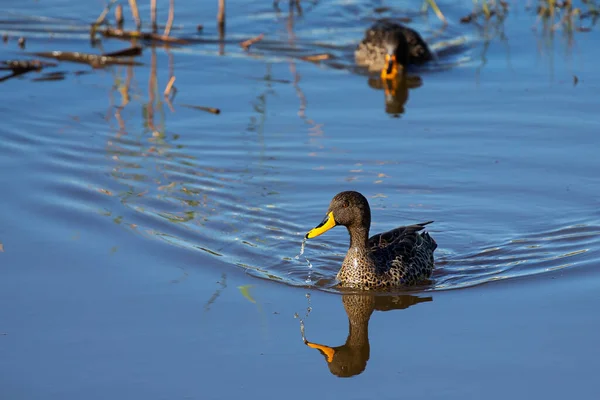 Lone Yellow Billed Duck Swimming Surface Pond — Stock Photo, Image