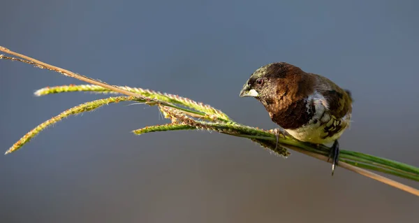 Uccello Manichino Bronzo Seduto Steli Erba Mangiare Alcuni Semi Freschi — Foto Stock