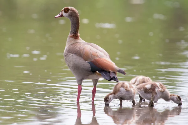 Egyptian goose family go for a swim on their own in dangerous wa — Stock Photo, Image