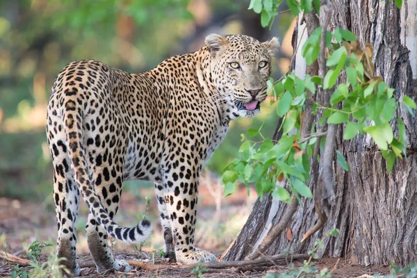 Grande leopardo masculino ocupado marcando seu território na árvore — Fotografia de Stock