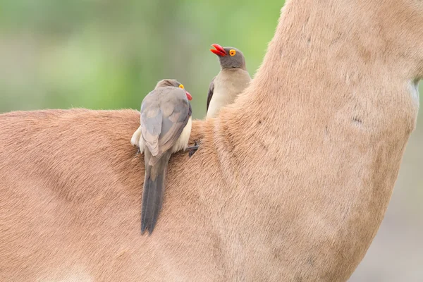 Rode gefactureerde Buphagidae op zoek naar teken op de hals van impala — Stockfoto