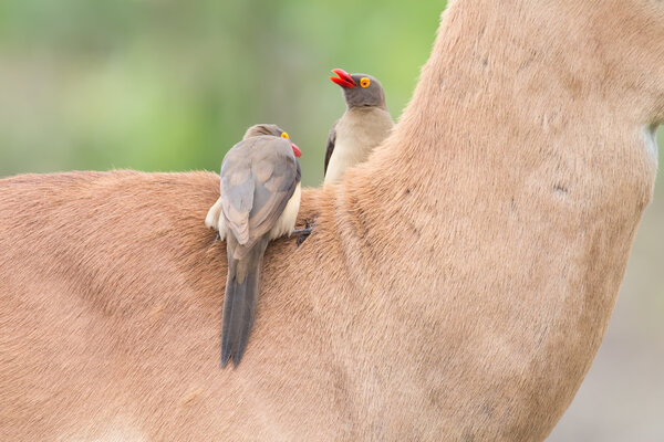 Red billed oxpecker looking for ticks on the neck of impala