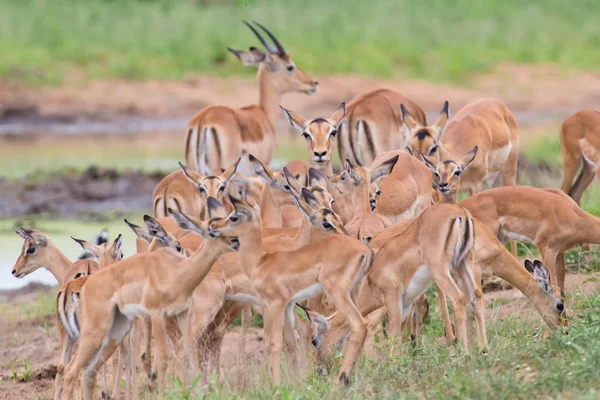 Impala doe χαϊδεύουν το νεογέννητο αρνί σε επικίνδυνο περιβάλλον — Φωτογραφία Αρχείου