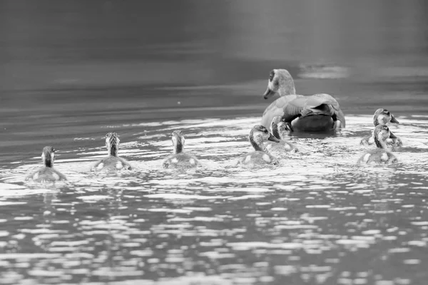 Egyptian goose family go for a swim on their own in dangerous wa — Stock Photo, Image