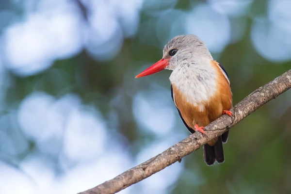 Gri başlı kingfisher dal av uçmak için bekleyen oturuyor — Stok fotoğraf