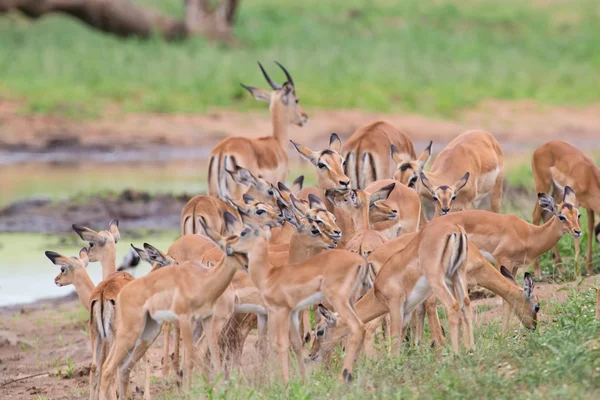 Impala doe χαϊδεύουν το νεογέννητο αρνί σε επικίνδυνο περιβάλλον — Φωτογραφία Αρχείου