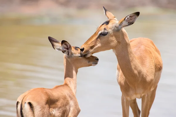 Impala-Reh streichelt ihr neugeborenes Lamm in gefährlicher Umgebung — Stockfoto