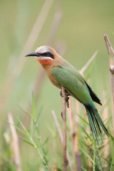 Bílá průčelím bee-eater sedět na reed čekání na další vsazení t — Stock fotografie