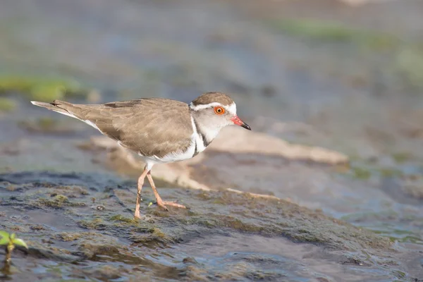 Three banded plover walking in muddy shallow water bright sunlig — Stock Photo, Image