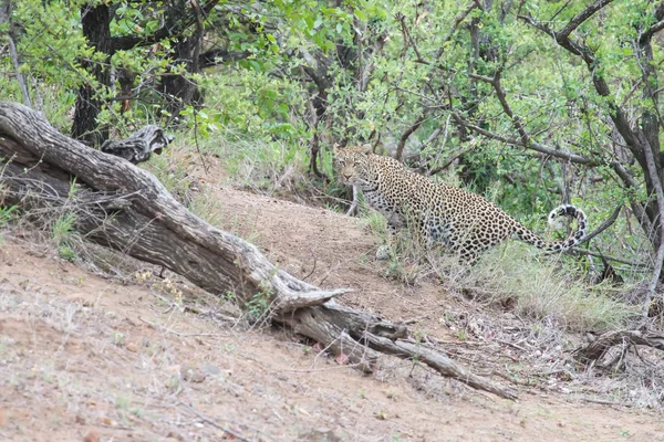 Großer männlicher Leopard damit beschäftigt, sein Revier auf einem Baum zu markieren — Stockfoto