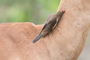 Red billed oxpecker looking for ticks on the neck of impala clipart