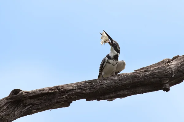 Pied martin pescatore uccidendo un pesce colpendolo sul ramo — Foto Stock