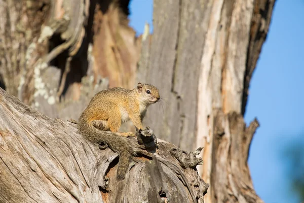 Árbol ardilla sentarse en el viejo árbol muerto para disfrutar del sol de la mañana — Foto de Stock