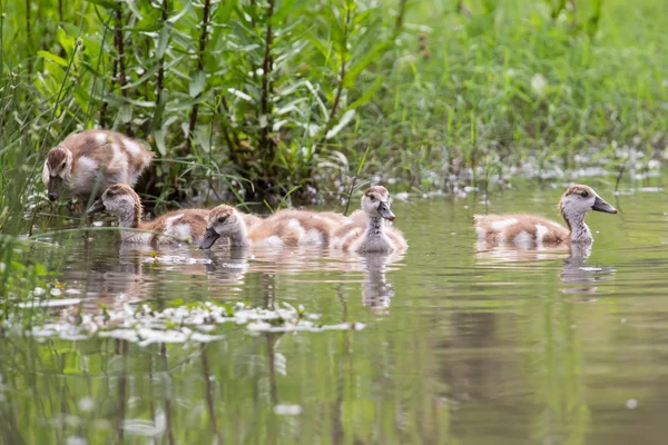 Baby Egyptian goose go for a swim on their own in dangerous wate — Stock Photo, Image
