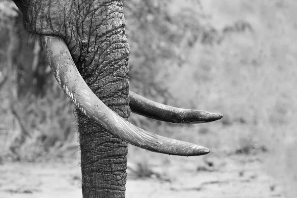 Muddy elephant trunk and tusks close-up artistic black and white — Stock Photo, Image