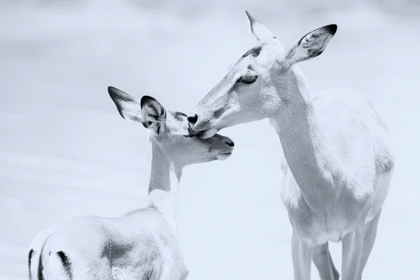 Impala Doe hyväillä hänen vastasyntynyt karitsa vaarallisessa ympäristössä ar — kuvapankkivalokuva