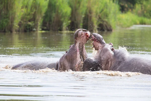 Zwei riesige männliche Flusspferde kämpfen im Wasser um das beste Revier — Stockfoto