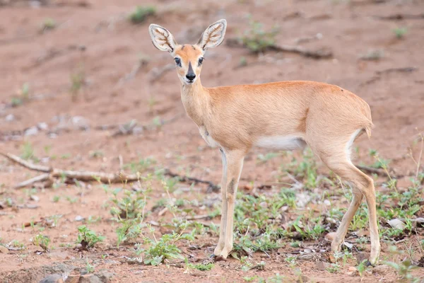 Pequena fêmea Steenbok caminhando cuidadosamente sobre terreno seco aberto — Fotografia de Stock