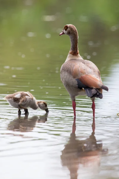 Egyptian goose family go for a swim on their own in dangerous wa — Stock Photo, Image