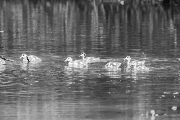 Egyptian goose family go for a swim on their own in dangerous wa — Stock Photo, Image