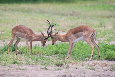 iki erkek Impala için sürünün en iyi bölge ile mücadele